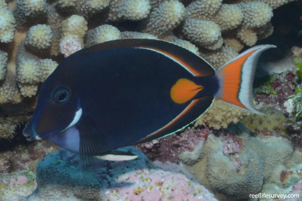 Acanthurus achilles