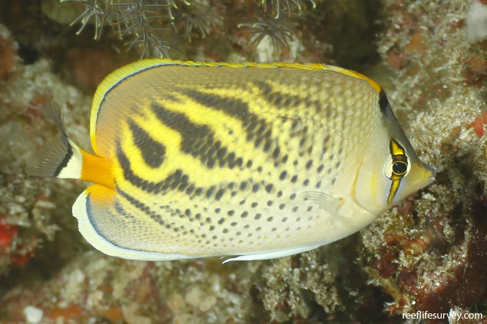 Chaetodon pelewensis