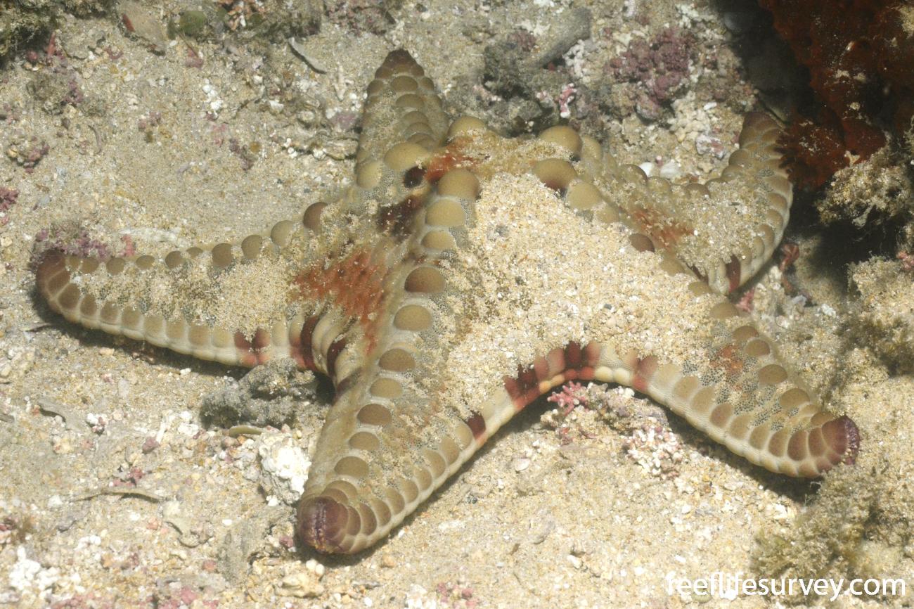 Protoreaster nodulosus - Horned Sea Star | ReefLifeSurvey.com