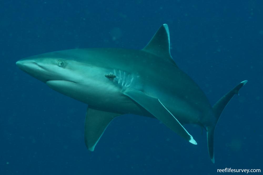 Carcharhinus albimarginatus