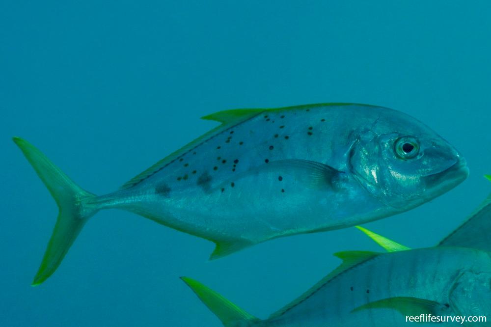 Carangoides fulvoguttatus