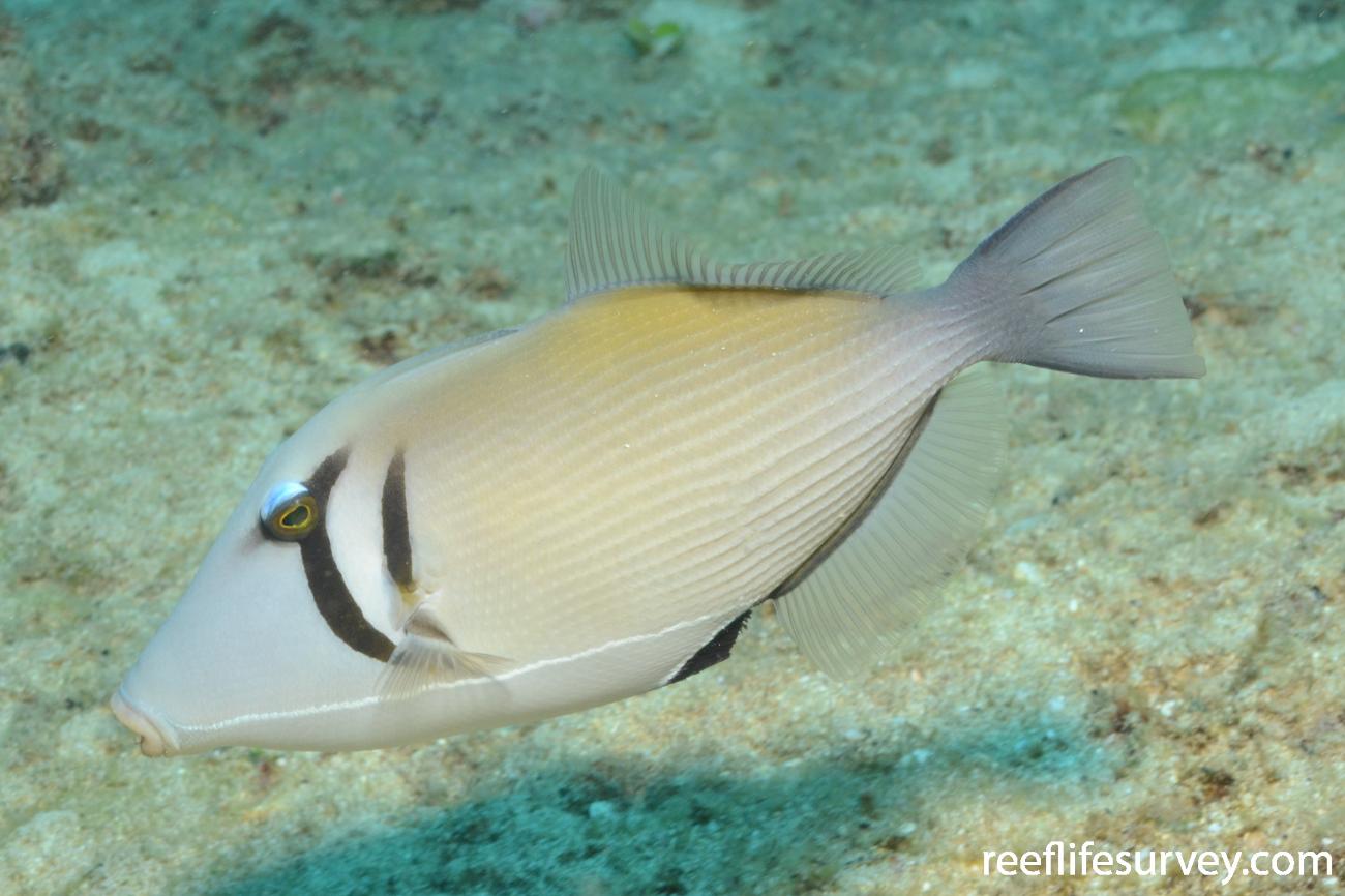 Sufflamen bursa, Hawaii,  Photo: Graham Edgar