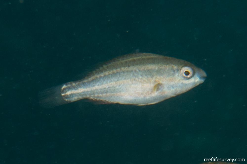 Scarus rivulatus