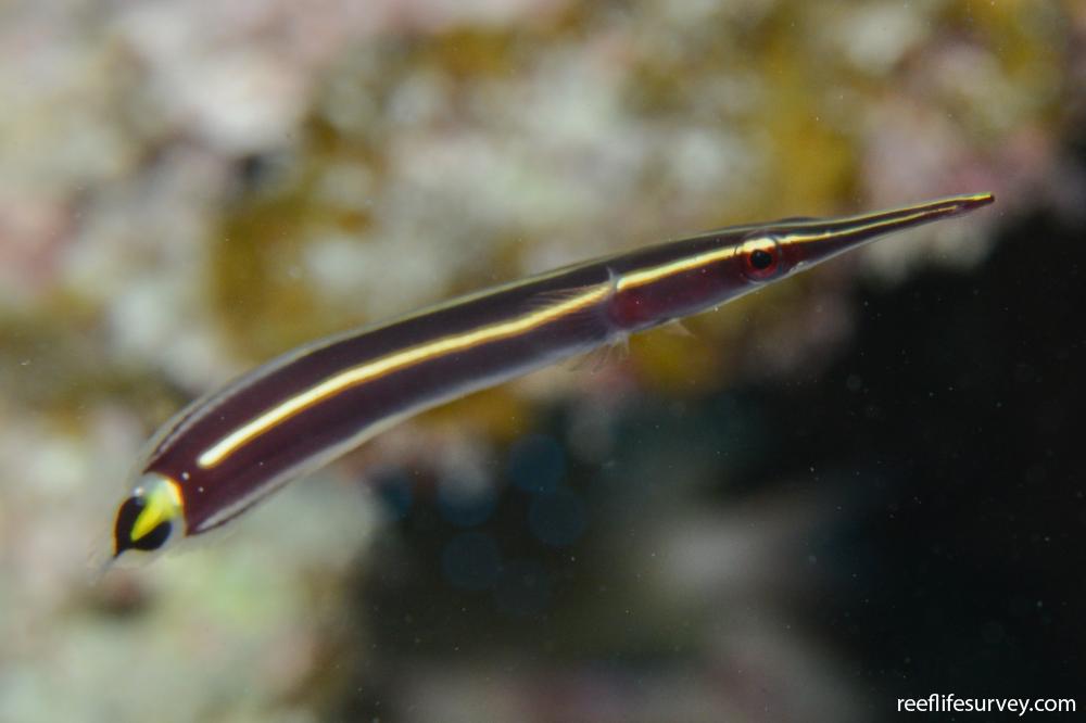 Diademichthys lineatus