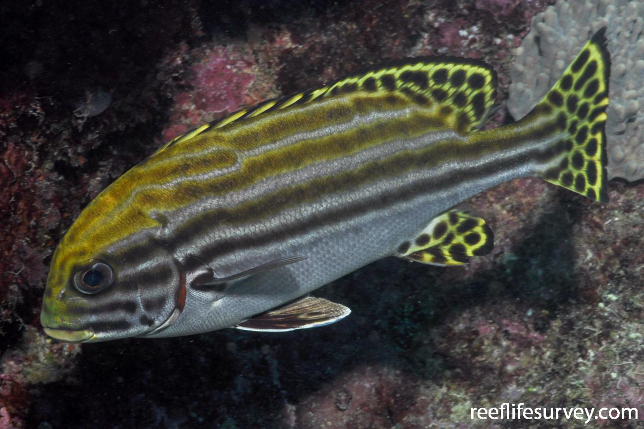 RLS Plectorhinchus lessonii