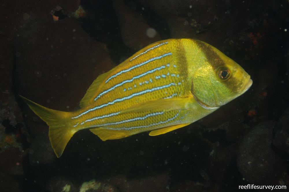 Anisotremus taeniatus