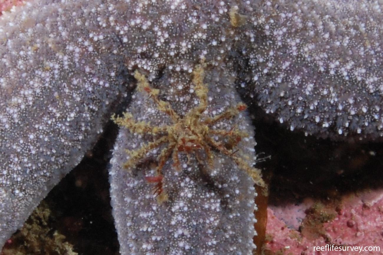 Eurypodius latreillii, Antartica Chilena, Chile,  Photo: Graham Edgar