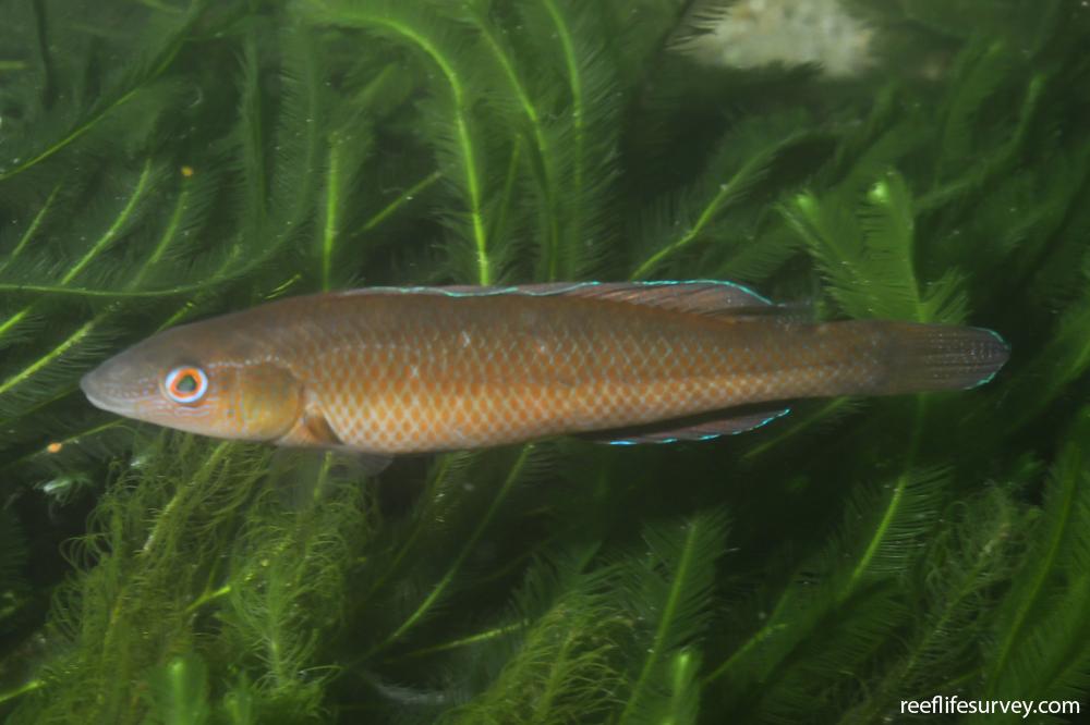 Neoodax balteatus