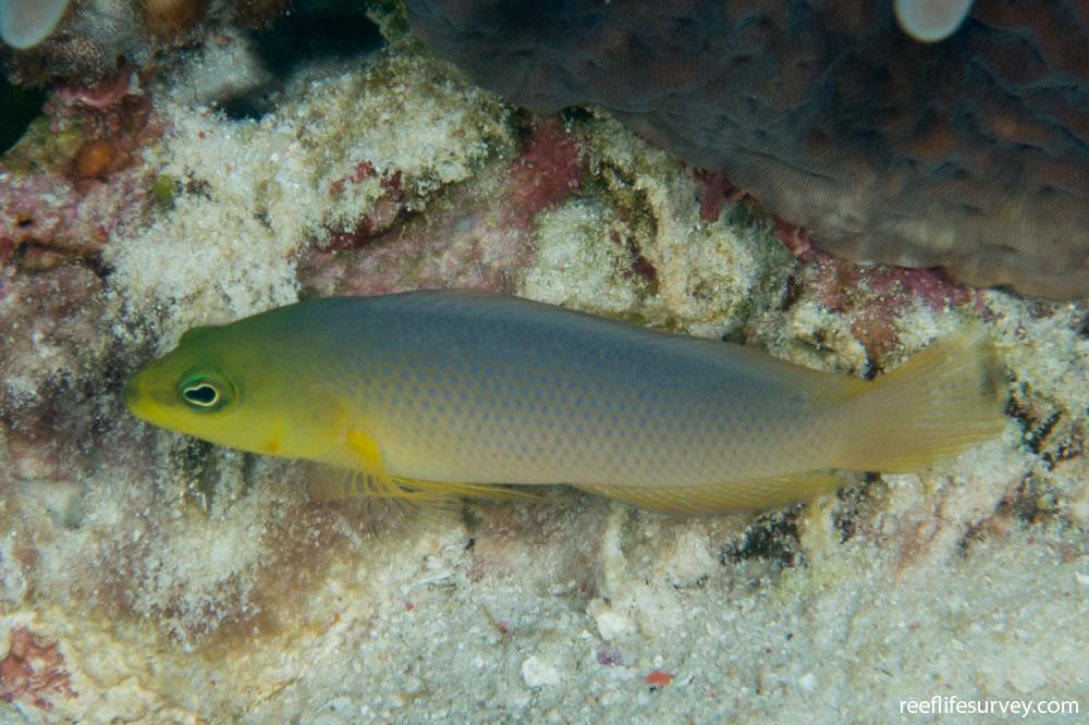 Pseudochromis fuscus