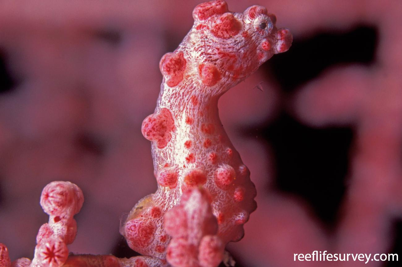 Hippocampus bargibanti Bargibants Seahorse