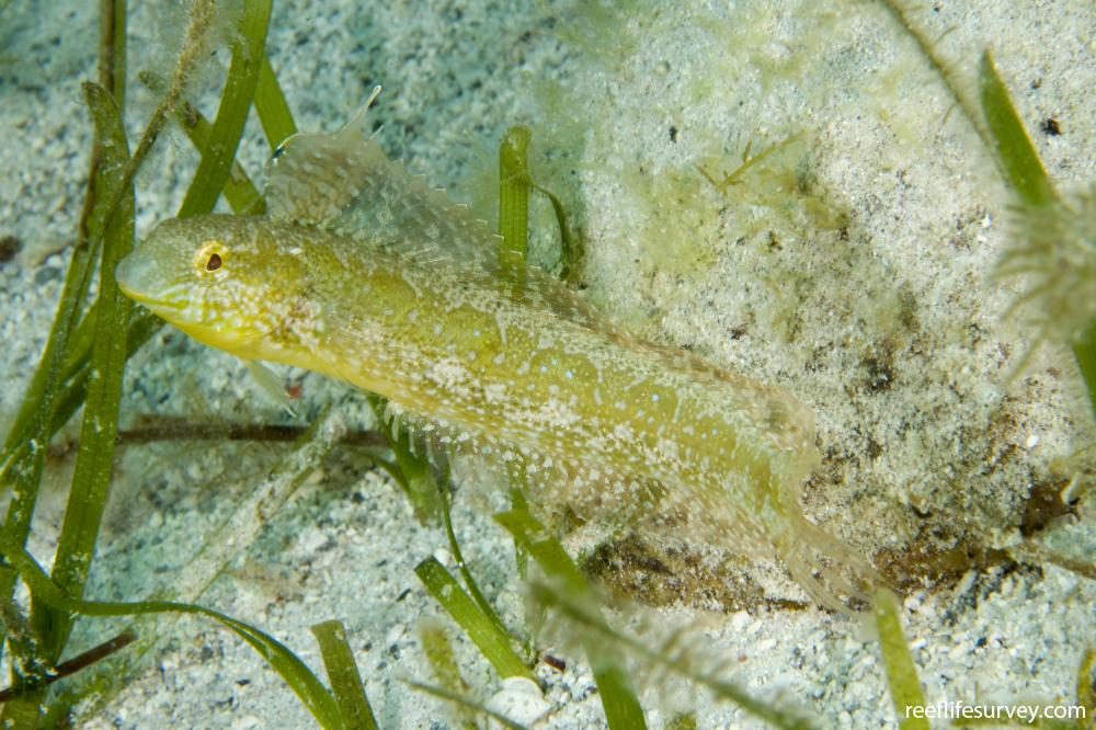 Petroscirtes lupus