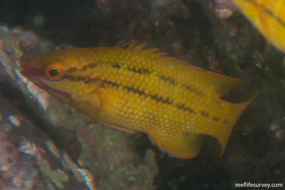 Bodianus diplotaenia