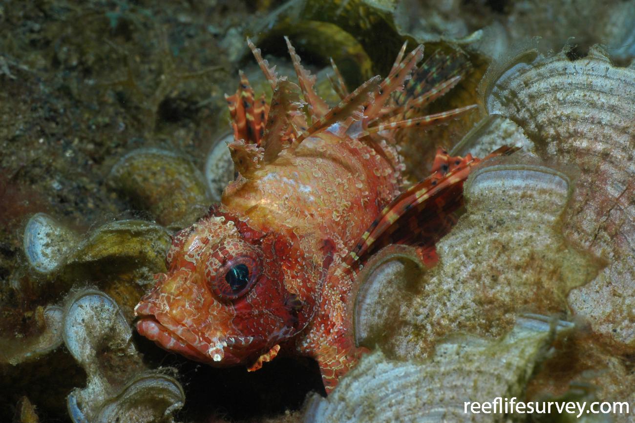 Dendrochirus brachypterus