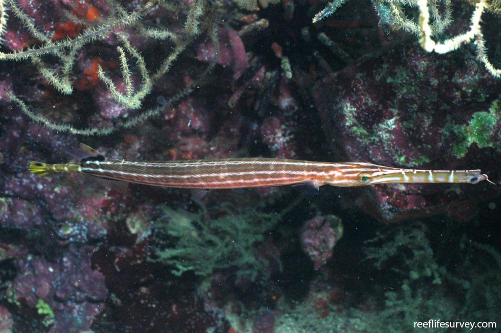 Aulostomus chinensis