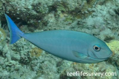 Naso hexacanthus