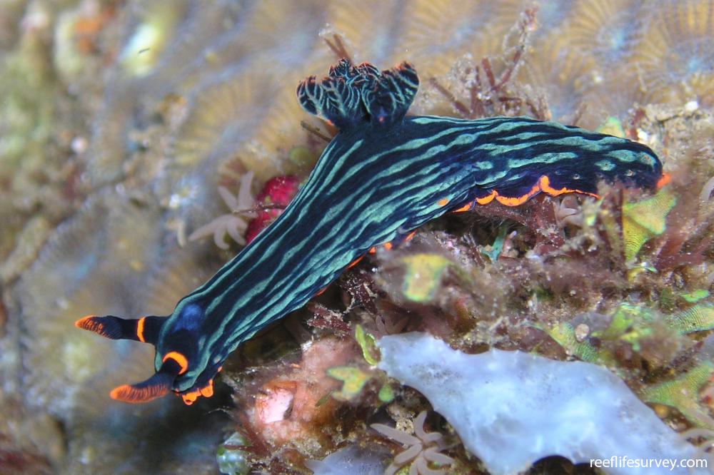 Nembrotha kubaryana