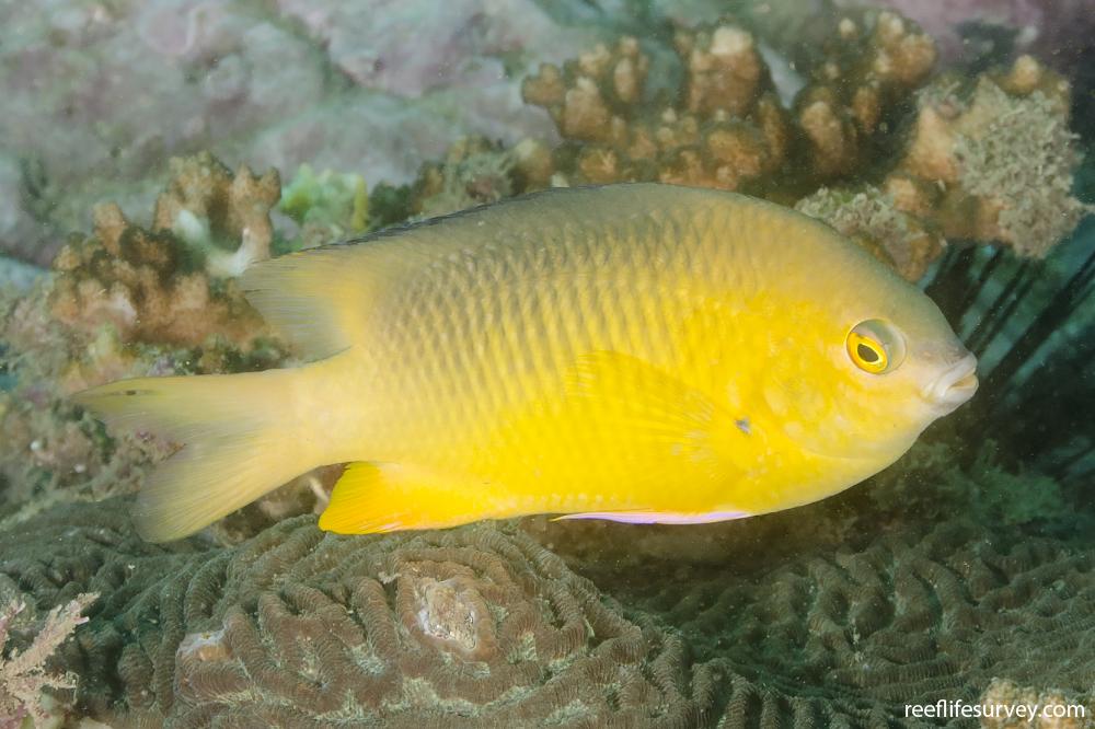 Stegastes gascoynei