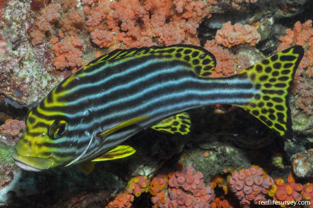 Plectorhinchus vittatus