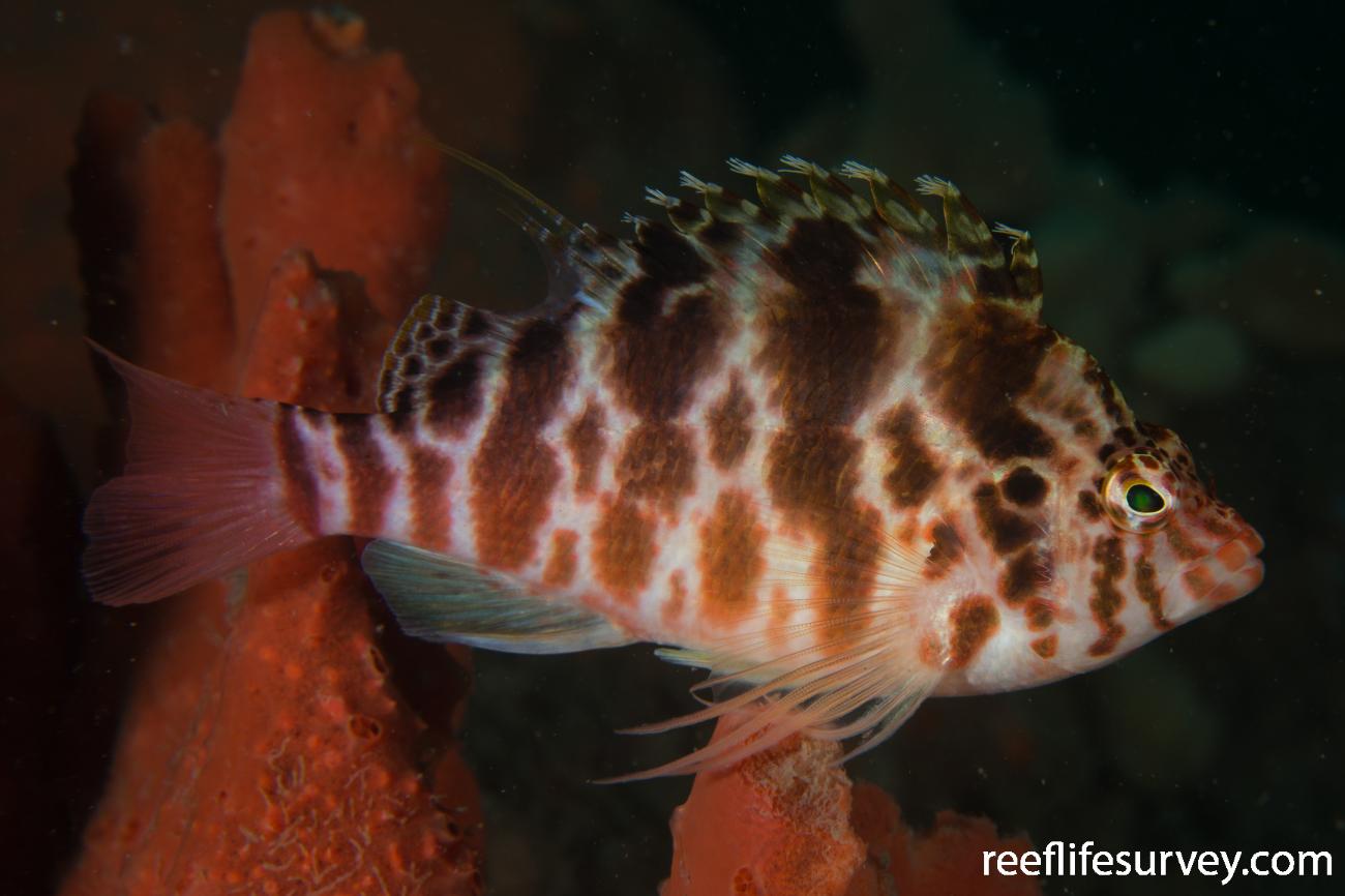 Cirrhitichthys aprinus Hawkfish