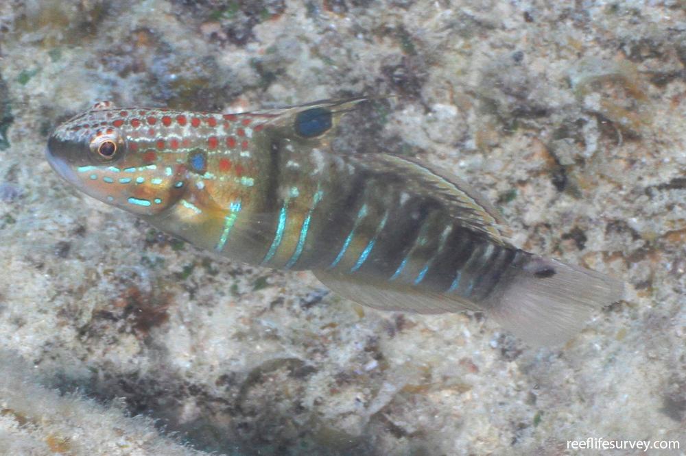 Amblygobius phalaena