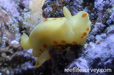 Diversidoris sulphurea
