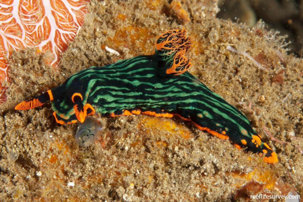 Nembrotha kubaryana