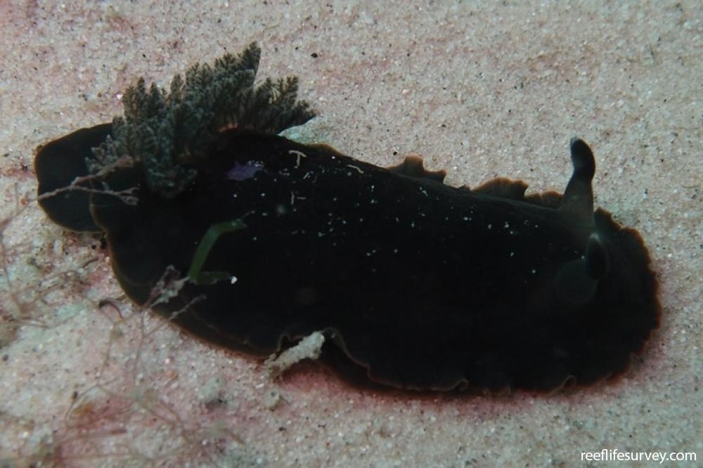 Dendrodoris nigra