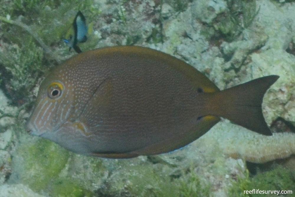 Acanthurus nigroris