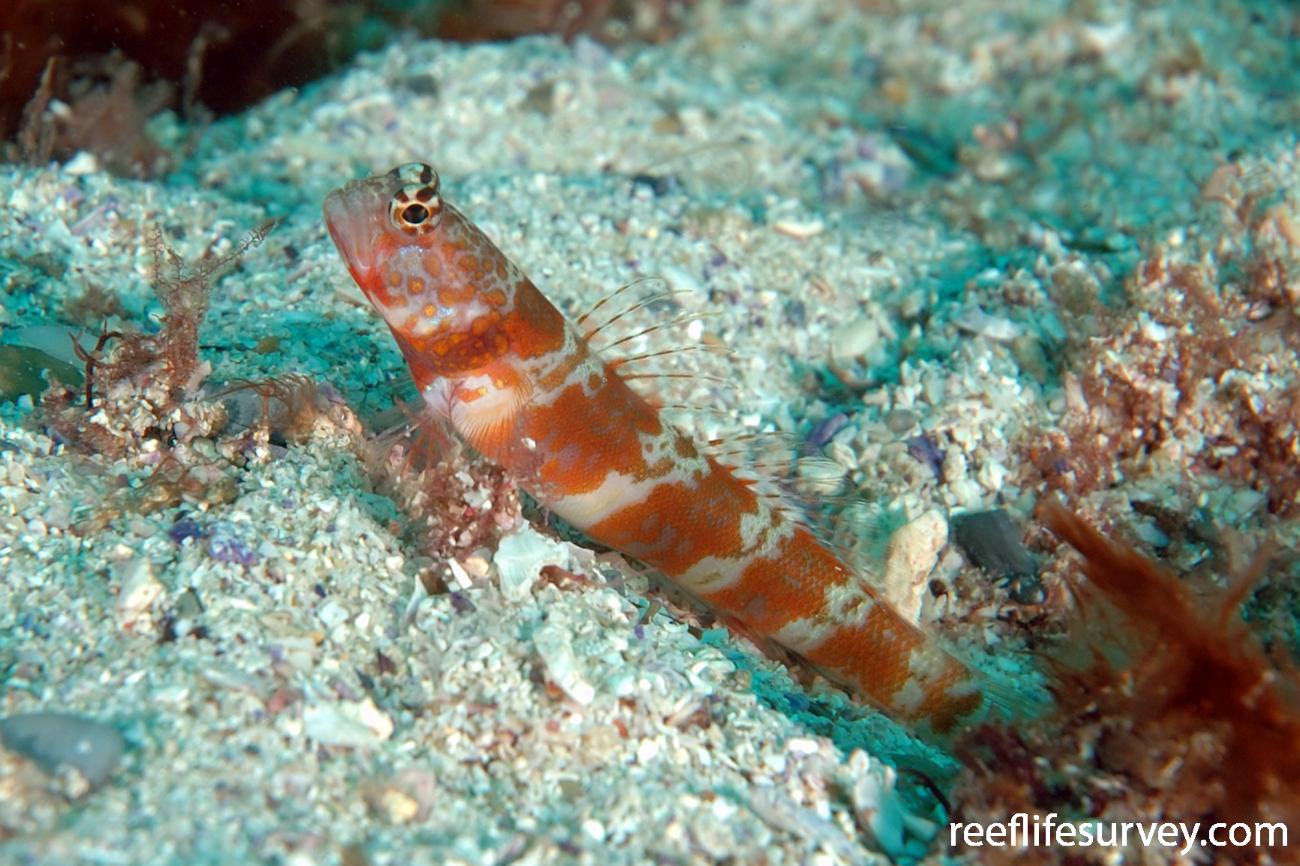 Amblyeleotris periophthalma Broadbanded Shrimpgoby