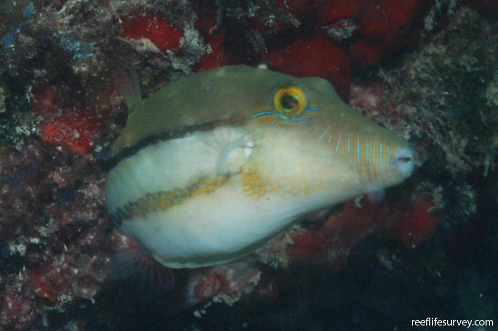 Canthigaster figueiredoi