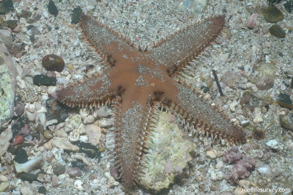 Astropecten polyacanthus