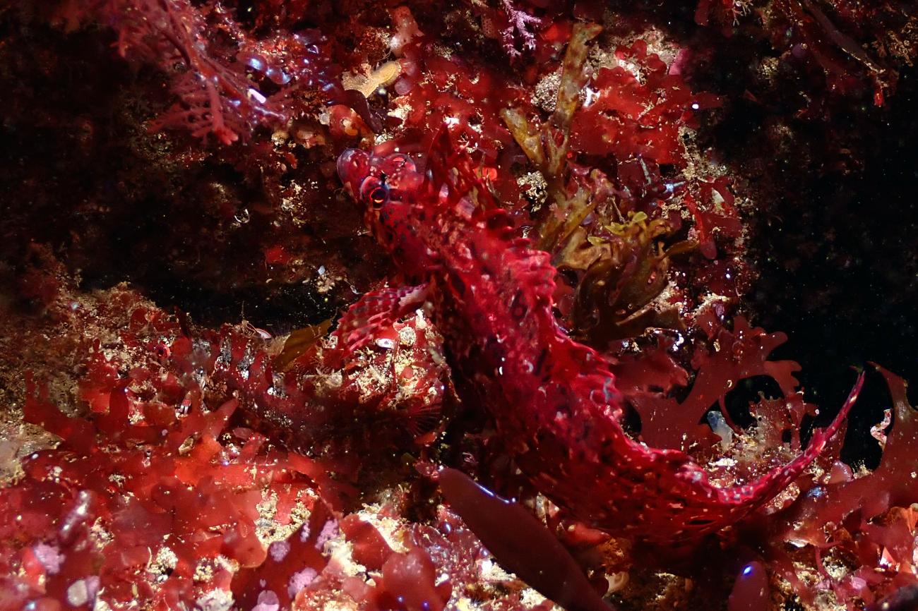 Gibbonsia elegans, Channel Islands, USA,  Photo: Olivia Johnson