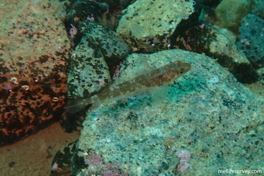 Trematomus bernacchii