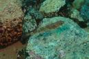 Trematomus bernacchii