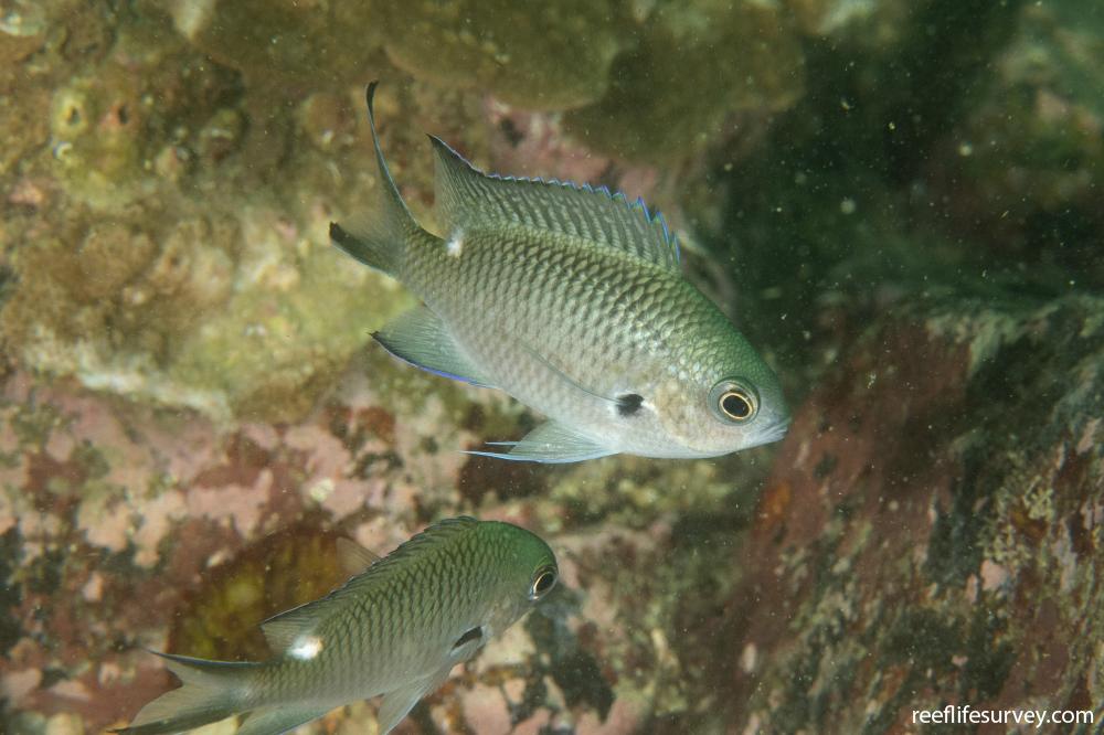 Chromis notata