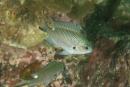 Chromis notata