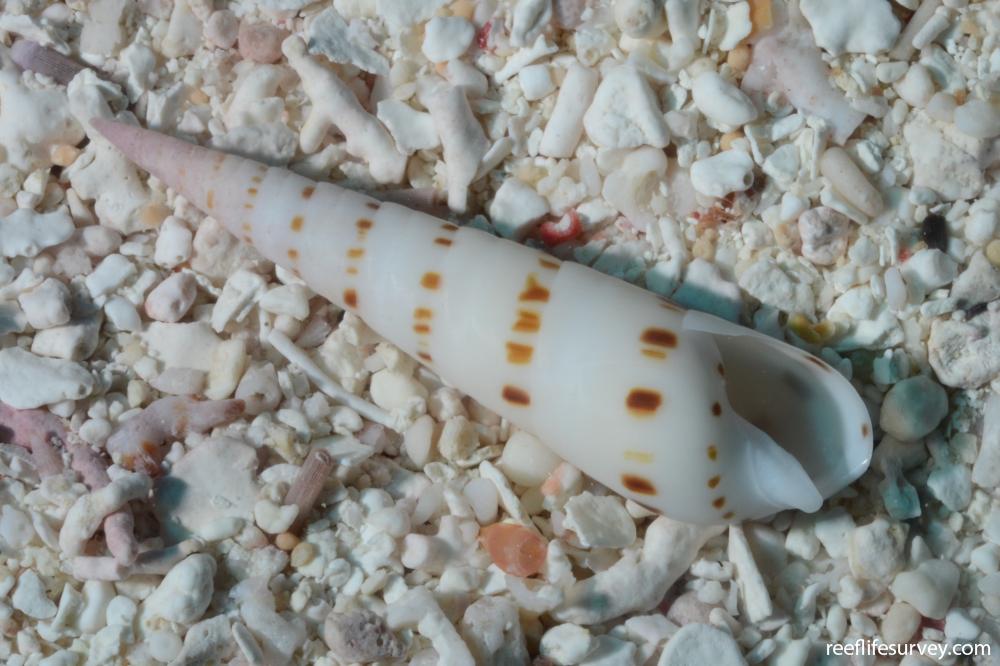 Oxymeris felina