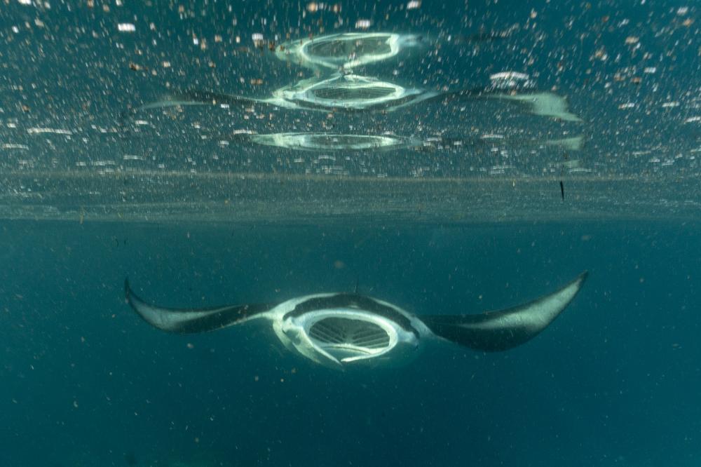 Manta alfredi