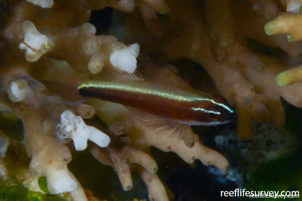 Eviota nigriventris