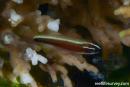 Eviota nigriventris