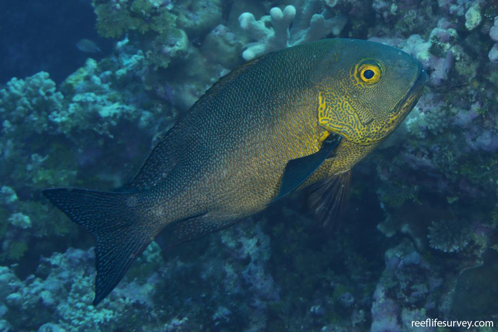 Macolor macularis
