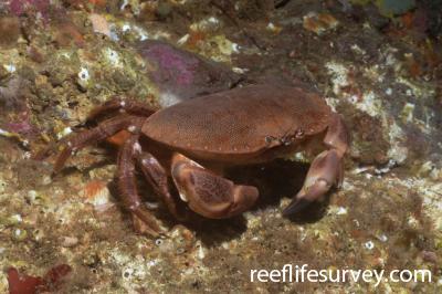 Cancer pagurus