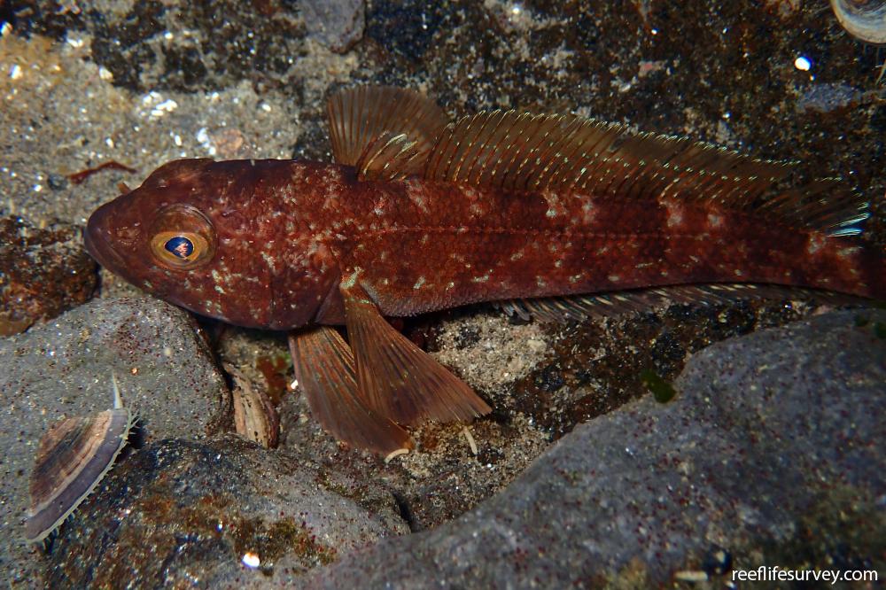 Trematomus bernacchii