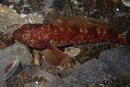 Trematomus bernacchii