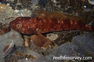 Trematomus bernacchii