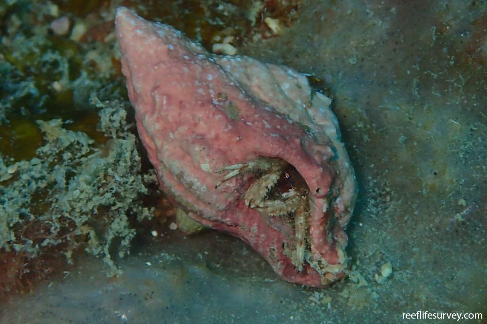 Calcinus sp. [red band claw]