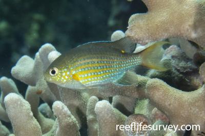 Chromis lineata