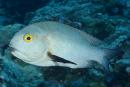 Macolor macularis