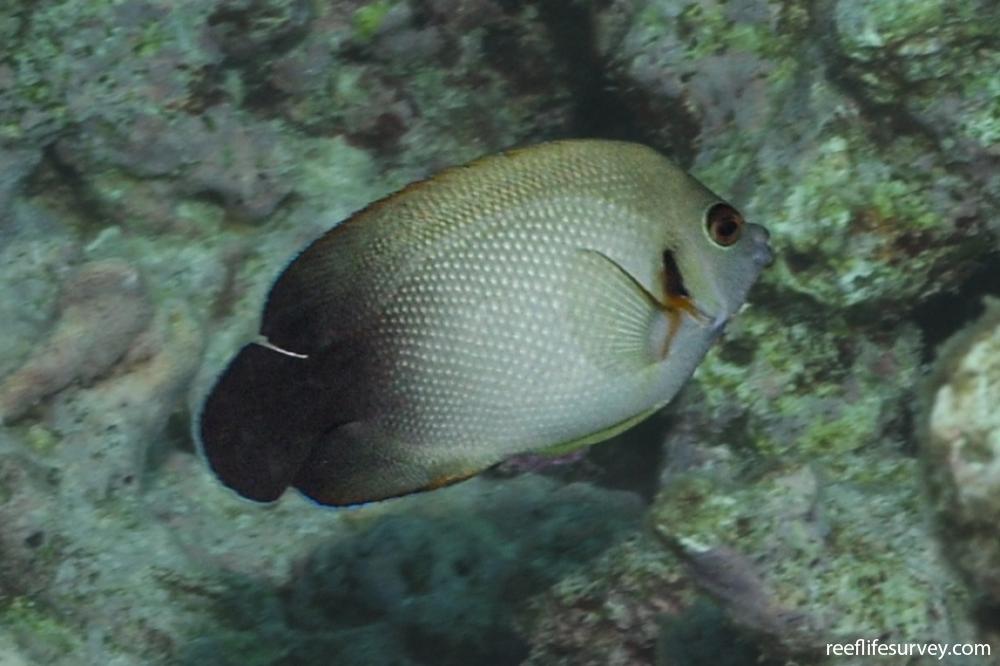 Centropyge vrolikii