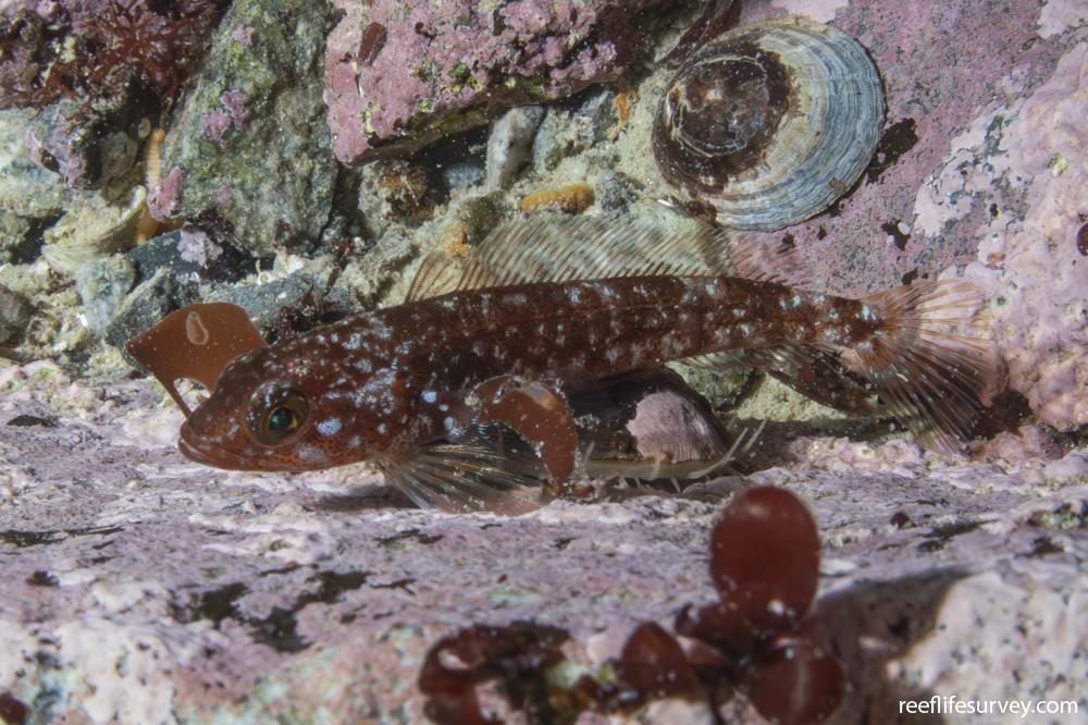 Trematomus bernacchii